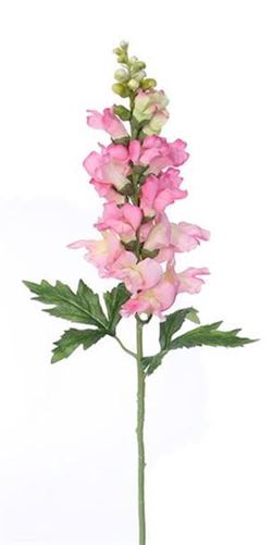 BOCA DE DRAGON (ANTHIRRINUM) ROSA