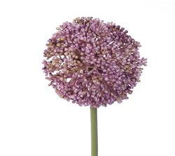VARA DE ALLIUM  X1 70 CM MALVA