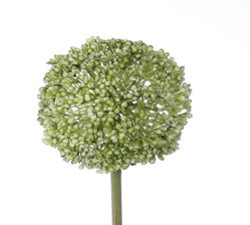 VARA DE ALLIUM  X1 70 CM VERDE
