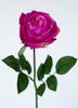 ROSA DINA FUXIA