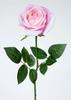 ROSA DINA ROSA