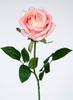 ROSA DINA SALM?N