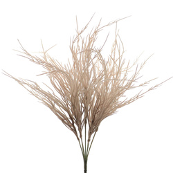RAMO DIGITARIA SILVESTRE BEIGE