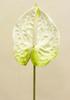ANTHURIUM 75 CM CREMA