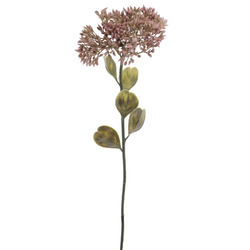 VARA DE SEDUM MALVA