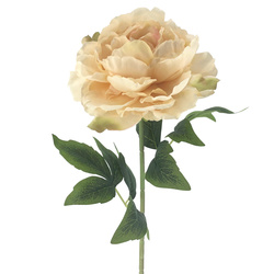VARA PEONIA INGLESA COLECCI?N AUSBLUSH