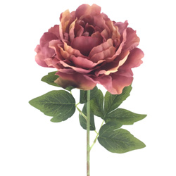 VARA PEONIA INGLESA COLECCI?N AUSBLUSH F