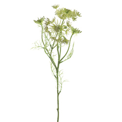 VARA DE ORLAYA VERDE