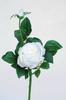 ROSA JARDIN C/BROTE