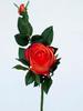 ROSA JARD?N C/BROTE NARANJA