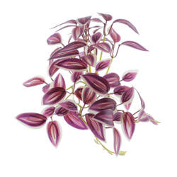 MATA TRADESCANTIA BURDEOS