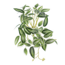 MATA TRADESCANTIA VERDE