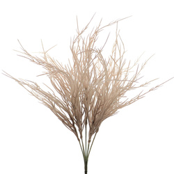 RAMO DIGITARIA SILVESTRE