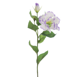 VARA DE LISIANTHUS P?RPURA