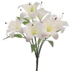 RAMO LILIUM TAC/NAT