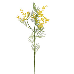 VARA DE MIMOSA CON HOJAS