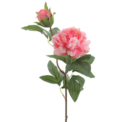 VARA DE PEONIA CON BROTES