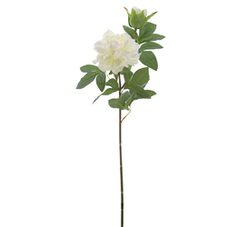 VARA DE PEONIA CON BROTES CREMA