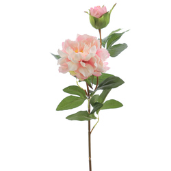 VARA DE PEONIA CON BROTES ROSA