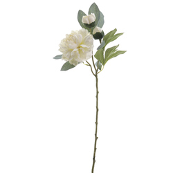 VARA DE PEONIA CON BROTE CREMA