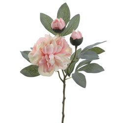 VARA DE PEONIA CON BROTE SALM?N