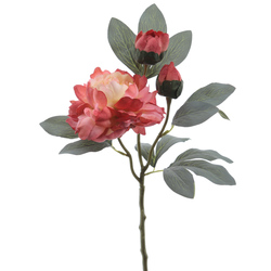 VARA DE PEONIA CON BROTE SIENA