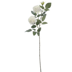 ROSA INGLESA X3 CREMA