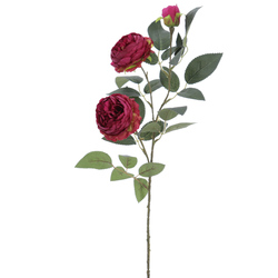 ROSA INGLESA X3 FUXIA