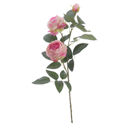 ROSA INGLESA X3 MALVA