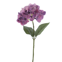 VARA DE HORTENSIA P?RPURA