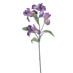 VARA DE IRIS P?RPURA