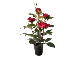 MACETA ROSAL 35 CM