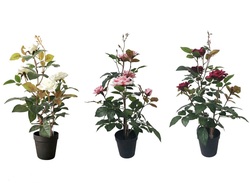 SURTIDO DE ROSALES CON MACETA 60 CM