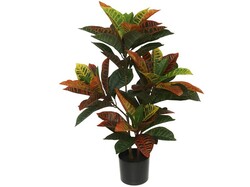 PLANTA CROTON EN MACETA
