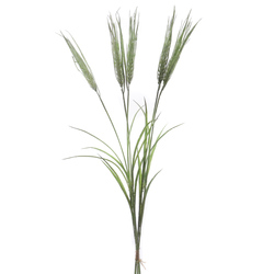 VARA DE TRICTICUM VERDE