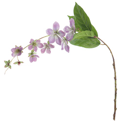 VARA DE CLERODENDRUM 80 CM P?RPURA