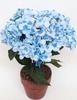 MATA HORTENSIAS X6