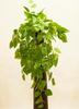 MATA COLGANTE POTHOS 80 CM