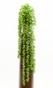 COLGANTE SENECIO 75 CM
