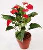 PLANTA ANTHURIUM 43 CM ROJO