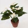 PLANTA ANTHURIUM 43 CM ROSA