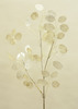 VARA LUNARIA 45 CM CREMA