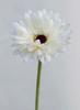 GERBERA BLANCO