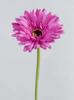 GERBERA FUXIA
