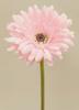 GERBERA MELOCOT?N