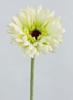 GERBERA VERDE