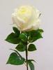 ROSA AMBER CREMA