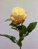 ROSA AMBER ROSA