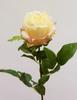 ROSA AMBER SALM?N